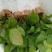 鸡血藤种苗密花豆五层风紫梗藤马鹿花营养袋南方种植苗带土