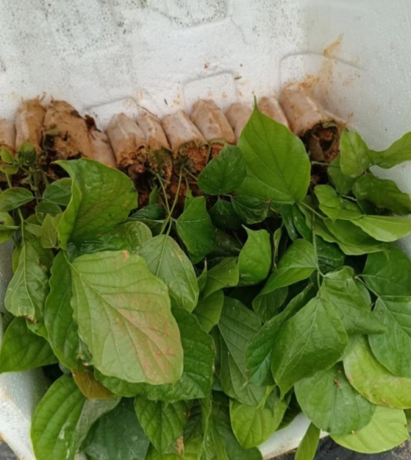 鸡血藤种苗密花豆五层风紫梗藤马鹿花营养袋南方种植苗带土