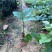 鸡血藤种苗密花豆五层风紫梗藤马鹿花营养袋南方种植苗带土