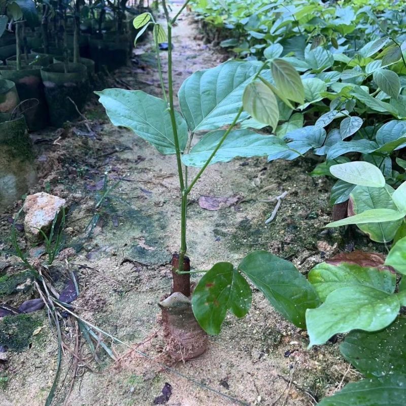 鸡血藤种苗密花豆五层风紫梗藤马鹿花营养袋南方种植苗带土