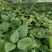 鸡血藤种苗密花豆五层风紫梗藤马鹿花营养袋南方种植苗带土