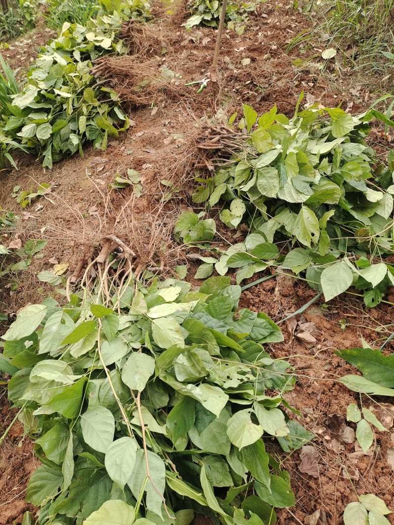 鸡血藤种苗密花豆五层风紫梗藤马鹿花营养袋南方种植苗带土