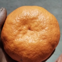 明日见口感纯甜化渣果皮细腻光滑