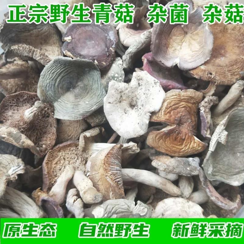 正宗野生菌子青头白蘑菇杂菌子野蘑菇高山农家特产养生滋补