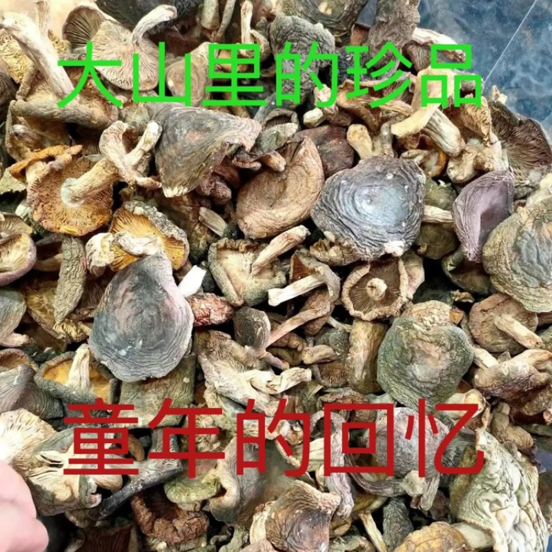 正宗野生菌子青头白蘑菇杂菌子野蘑菇高山农家特产养生滋补