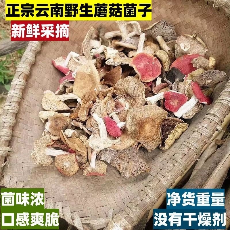 正宗野生菌子青头白蘑菇杂菌子野蘑菇高山农家特产养生滋补