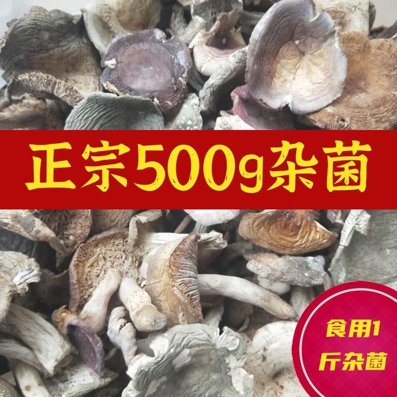 正宗野生菌子青头白蘑菇杂菌子野蘑菇高山农家特产养生滋补