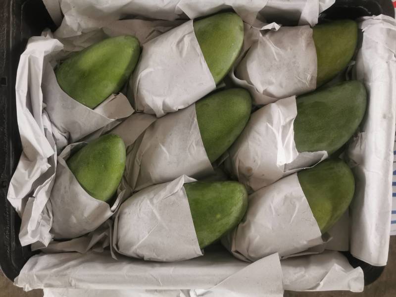大青芒产地直发，一手货源，一件代发，一件带筐60斤