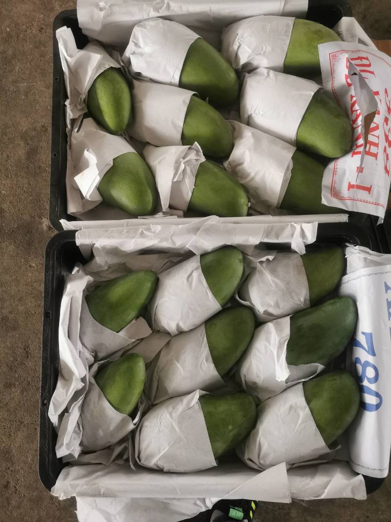 大青芒产地直发，一手货源，一件代发，一件带筐60斤