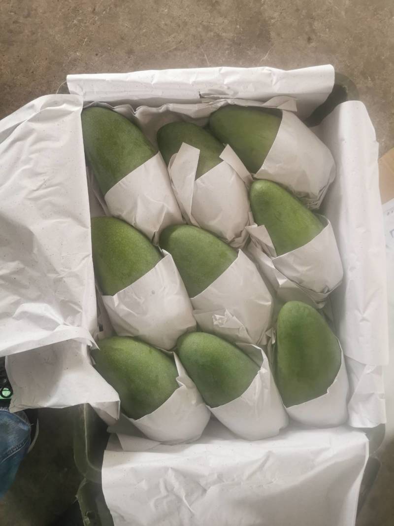 大青芒产地直发，一手货源，一件代发，一件带筐60斤