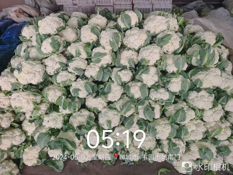 松花菜大量上市，菜花大量供应，支持各种包装，