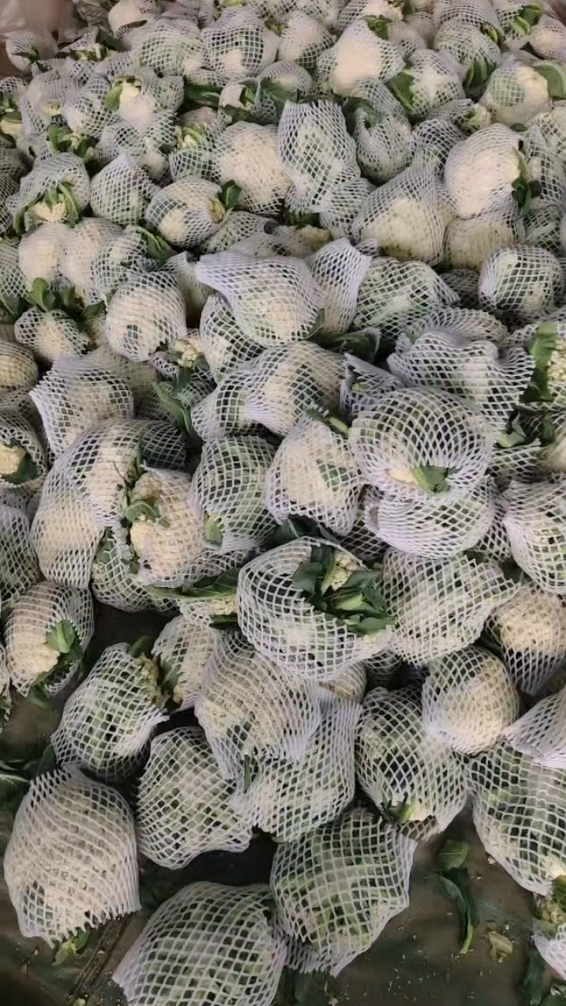 松花菜大量上市，菜花大量供应，支持各种包装，