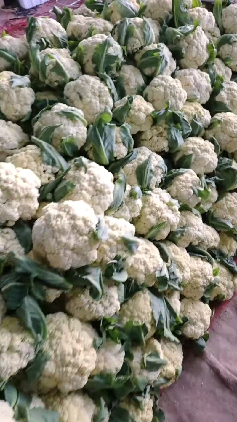 松花菜大量上市，菜花大量供应，支持各种包装，