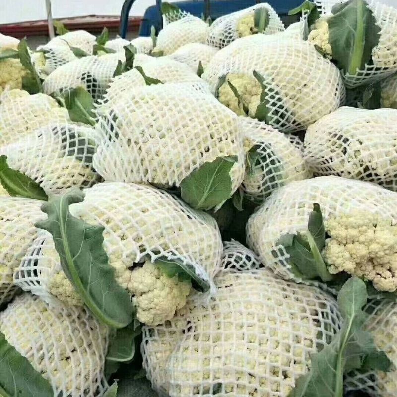 松花菜大量上市，菜花大量供应，支持各种包装，