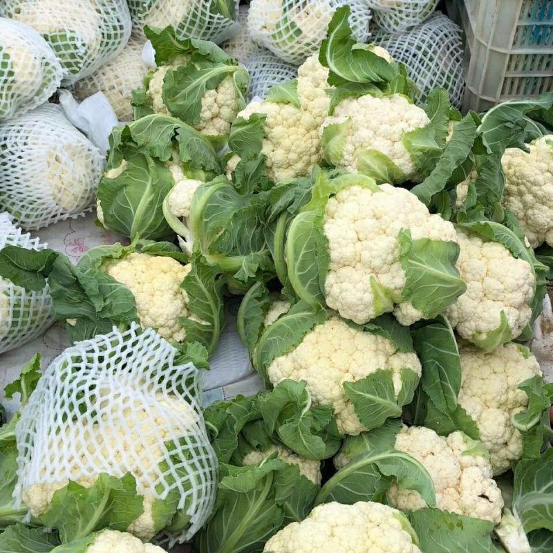 松花菜大量上市，菜花大量供应，支持各种包装，