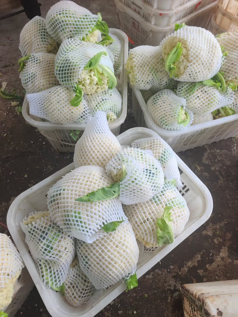 松花菜大量上市，菜花大量供应，支持各种包装，
