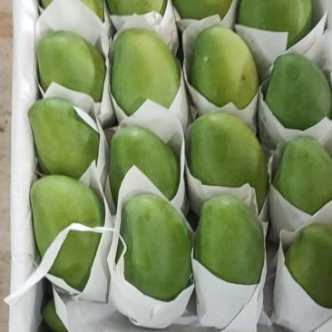 玉芒直供，一手货源，一件代发，代筐一件62斤