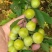 现货三月李子当季酸脆李子现摘酸李子新鲜现货李果双华李大果酸甜