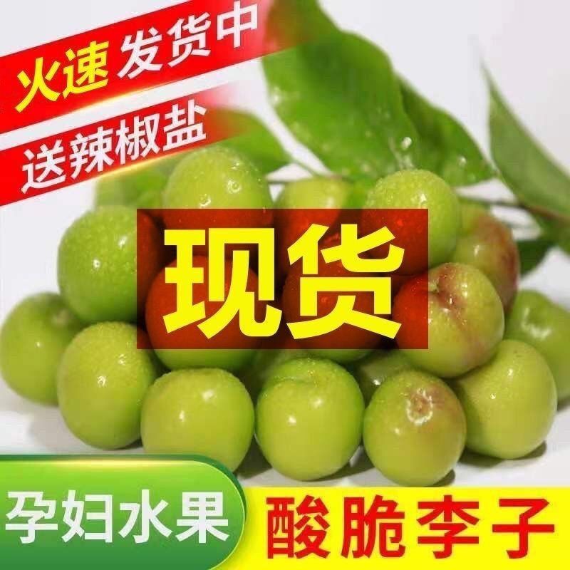 现货三月李子当季酸脆李子现摘酸李子新鲜现货李果双华李大果酸甜