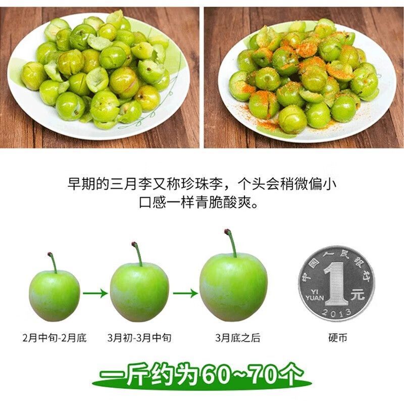 现货三月李子当季酸脆李子现摘酸李子新鲜现货李果双华李大果酸甜