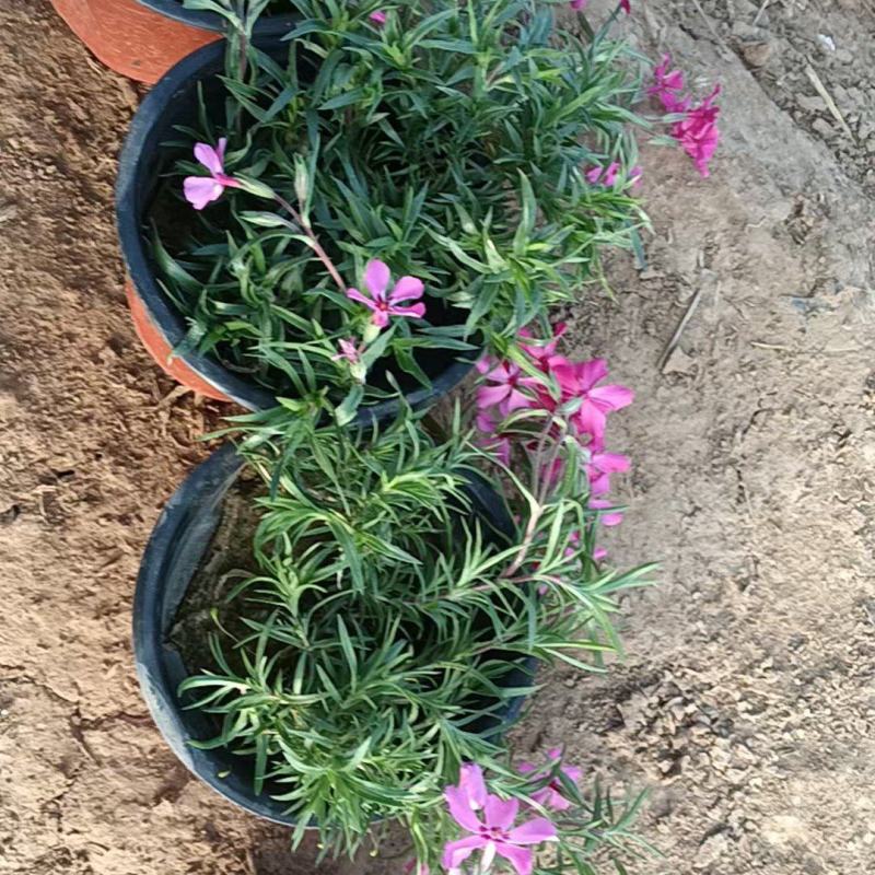 芝樱