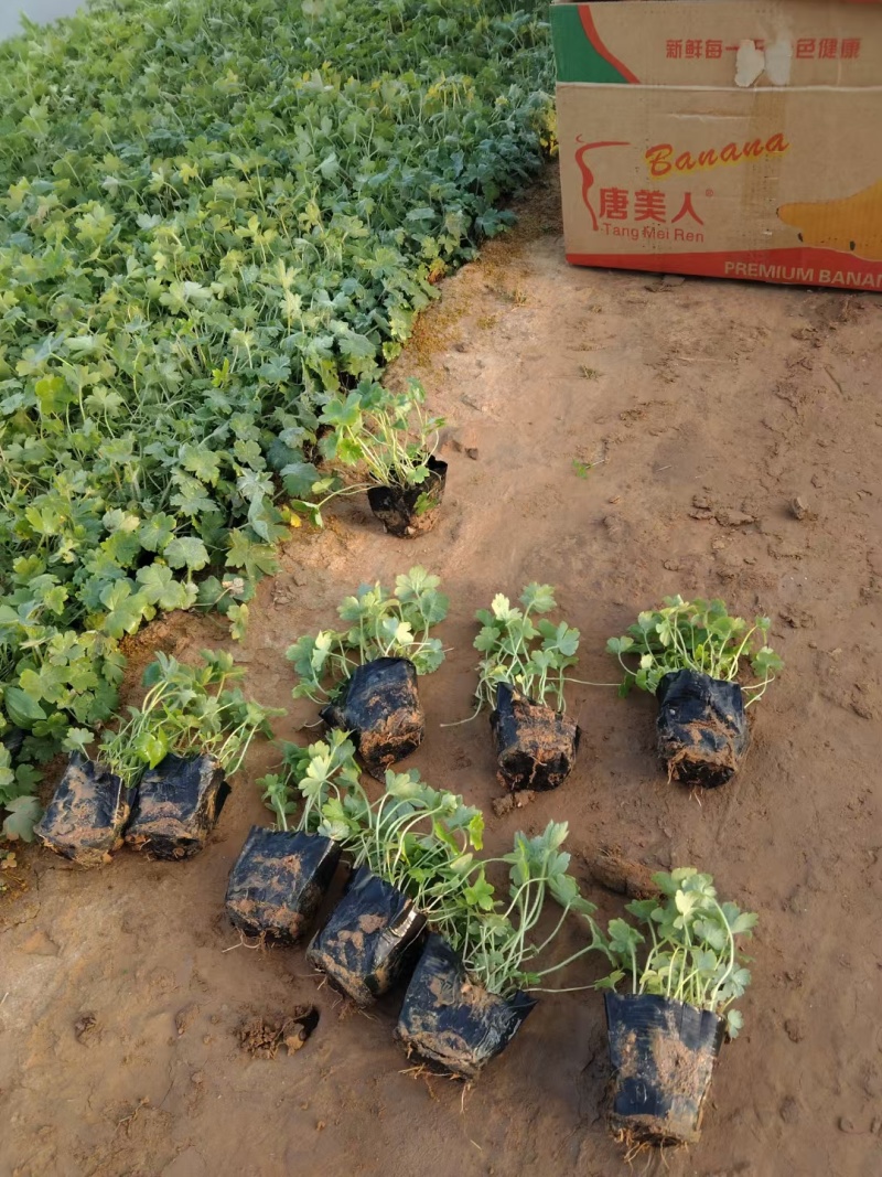 大花飞燕草
