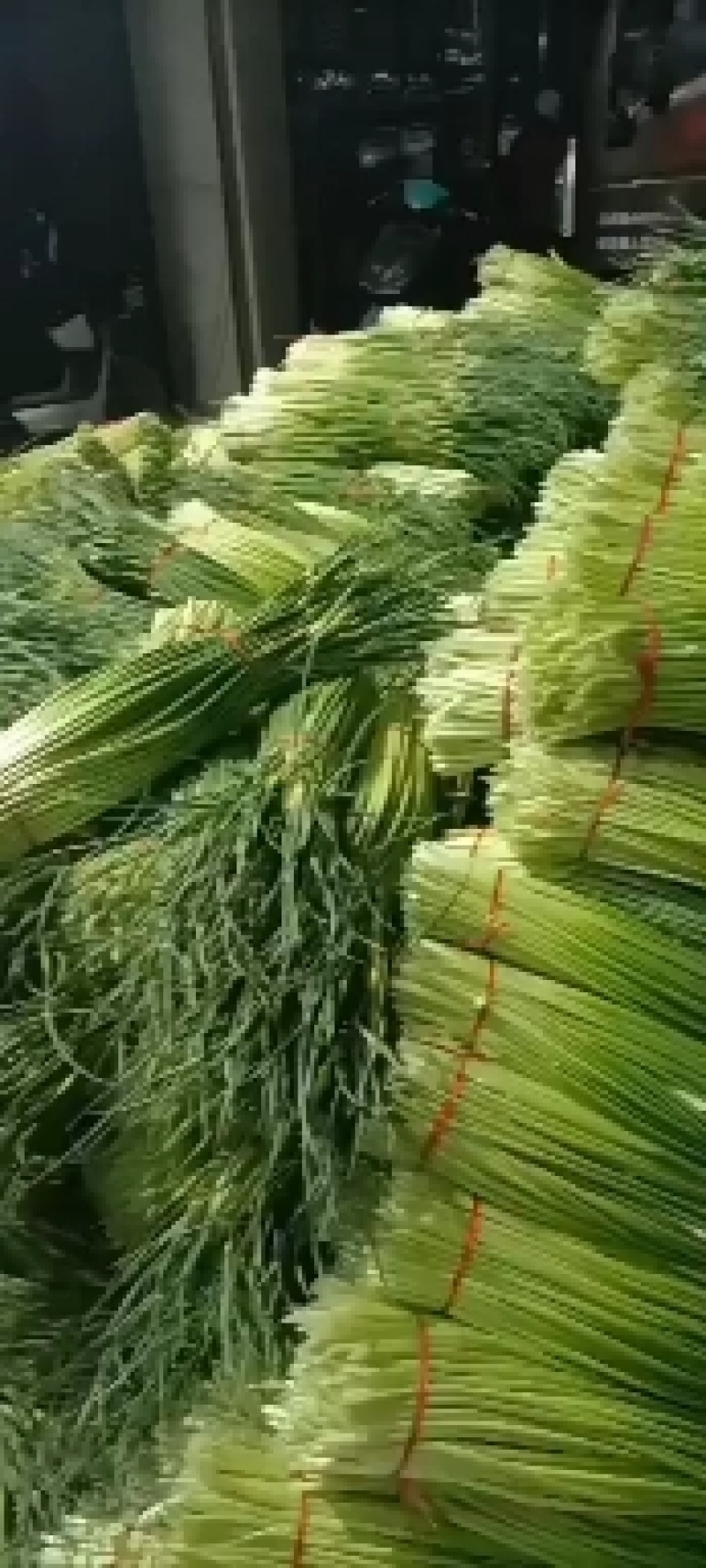 我们这里是基地，也是产地千亩良田，欢迎广大的客户前来购买