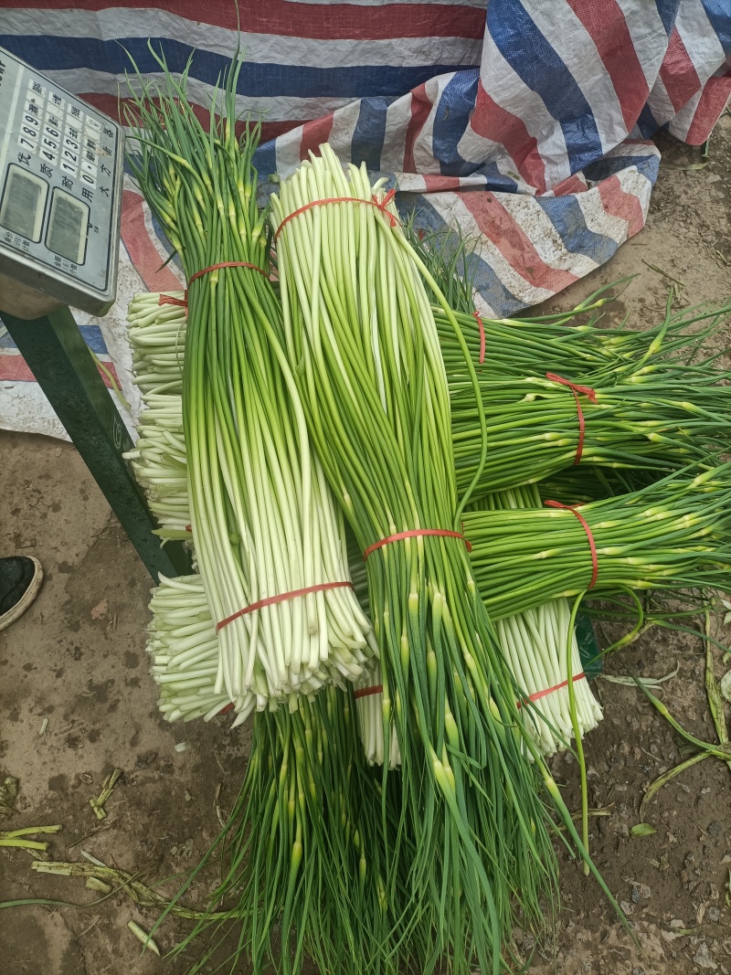 我们这里是基地，也是产地千亩良田，欢迎广大的客户前来购买