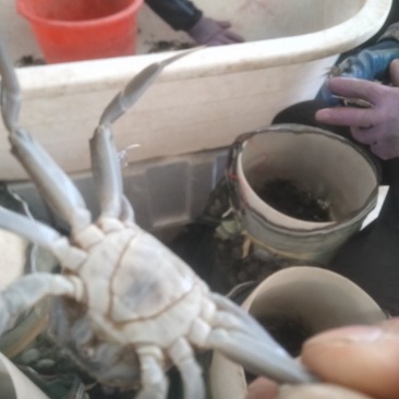 盘锦蟹苗保证质量，成活率高抗病能力强适应环境能力强