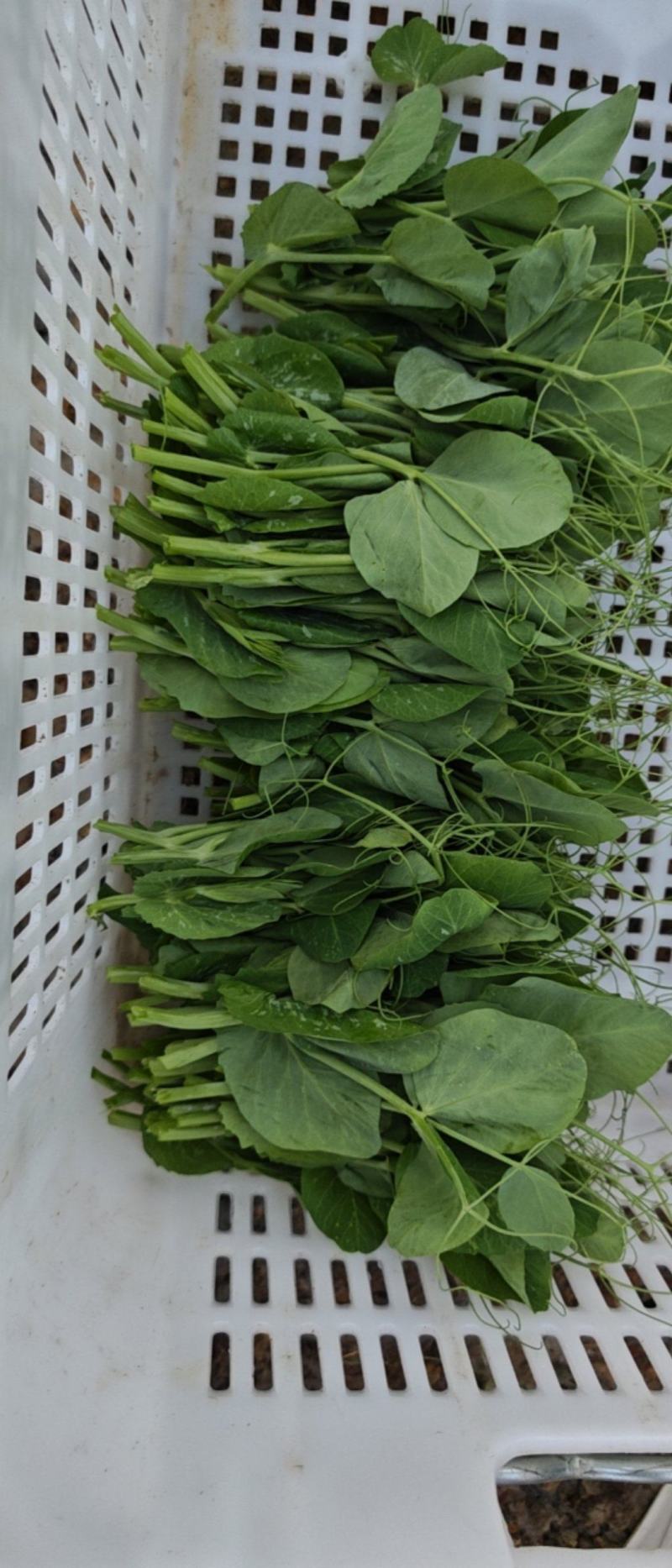 豌豆尖豌豆苗肥嫩大叶豌豆尖进口豌豆种2025年6