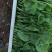 豌豆尖豌豆苗肥嫩大叶豌豆尖进口豌豆种2025年6