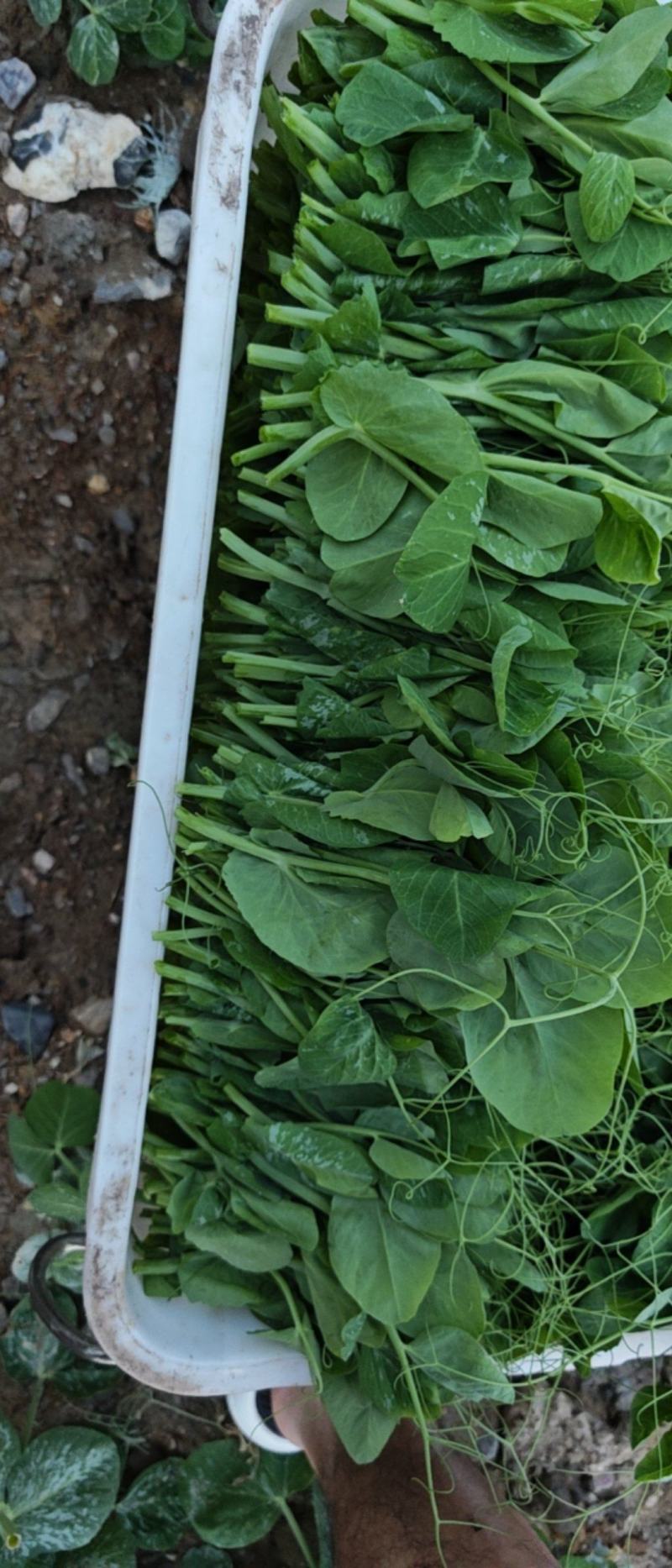 豌豆尖豌豆苗肥嫩大叶豌豆尖进口豌豆种2025年6