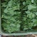 豌豆尖豌豆苗肥嫩大叶豌豆尖进口豌豆种2025年6