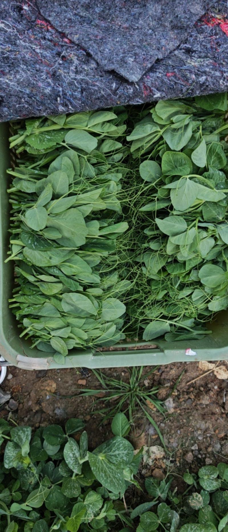 豌豆尖豌豆苗肥嫩大叶豌豆尖进口豌豆种2025年6