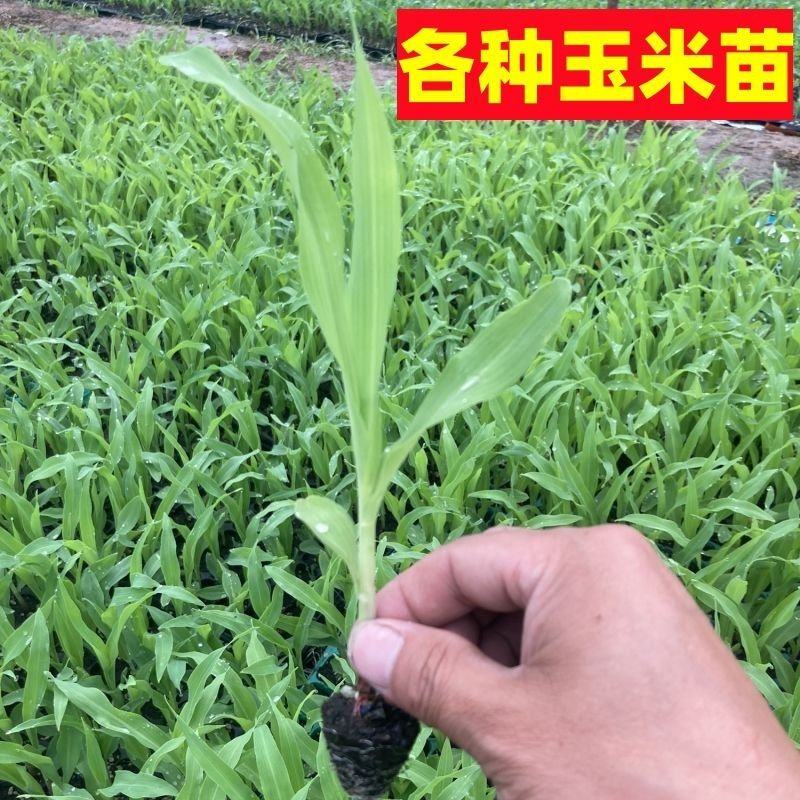 超甜早熟水果玉米苗黑玉米香糯玉米苗彩玉米苗