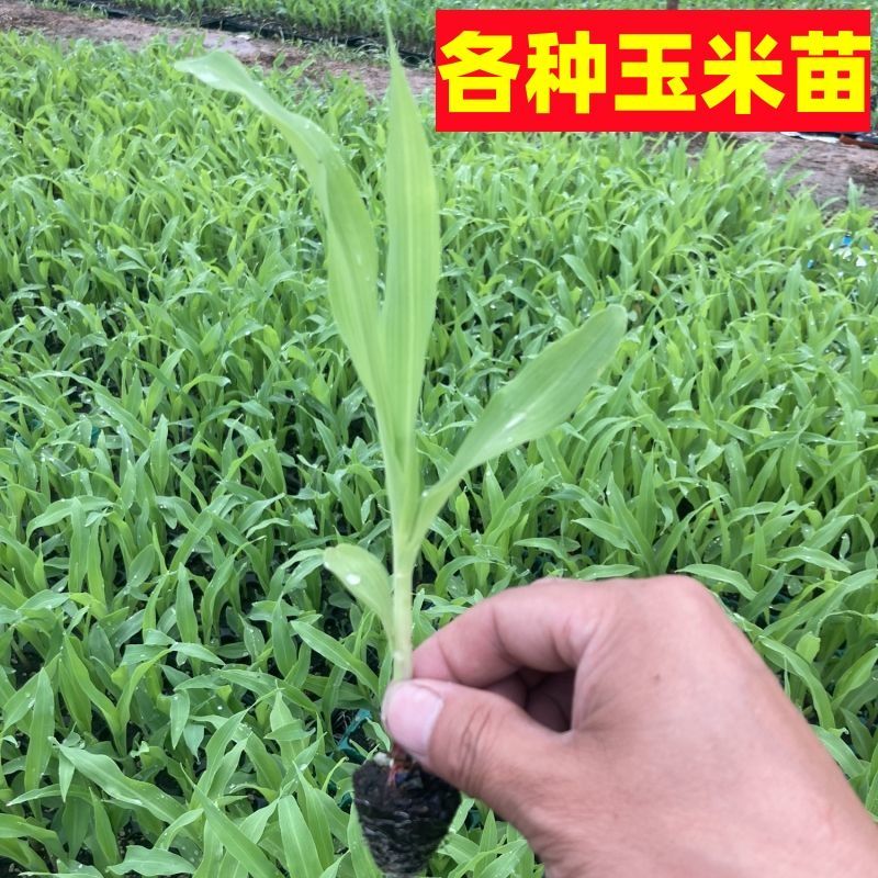 超甜早熟水果玉米苗黑玉米香糯玉米苗彩玉米苗