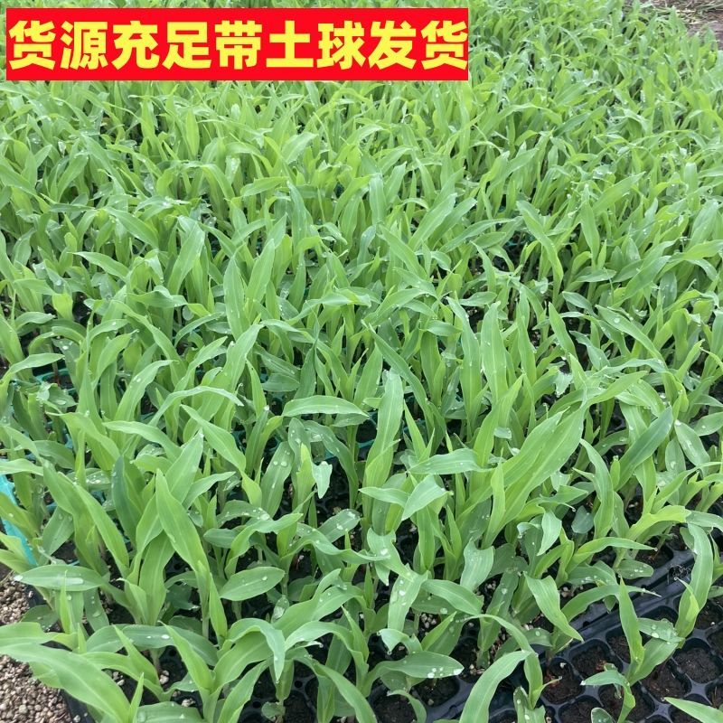 超甜早熟水果玉米苗黑玉米香糯玉米苗彩玉米苗