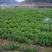豌豆尖豌豆苗肥嫩大叶豌豆尖进口豌豆种2025年6