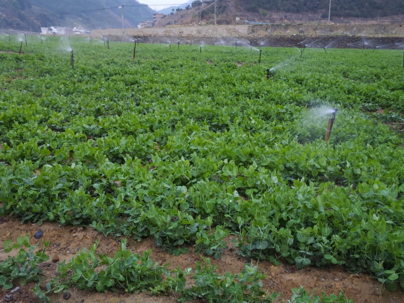 豌豆尖豌豆苗肥嫩大叶豌豆尖进口豌豆种2025年6