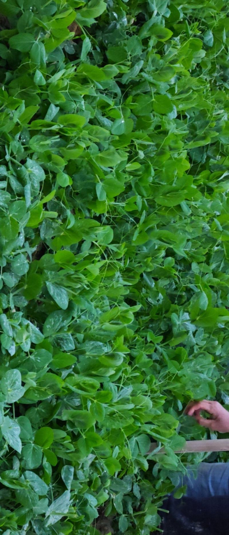 豌豆尖豌豆苗肥嫩大叶豌豆尖进口豌豆种2025年6
