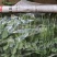 豌豆尖豌豆苗肥嫩大叶豌豆尖进口豌豆种2025年6