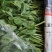 豌豆尖豌豆苗肥嫩大叶豌豆尖进口豌豆种2025年6