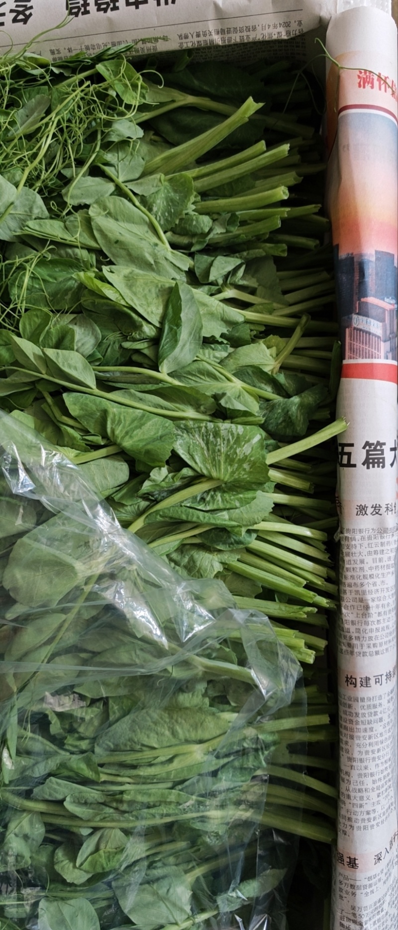 豌豆尖豌豆苗肥嫩大叶豌豆尖进口豌豆种2025年6
