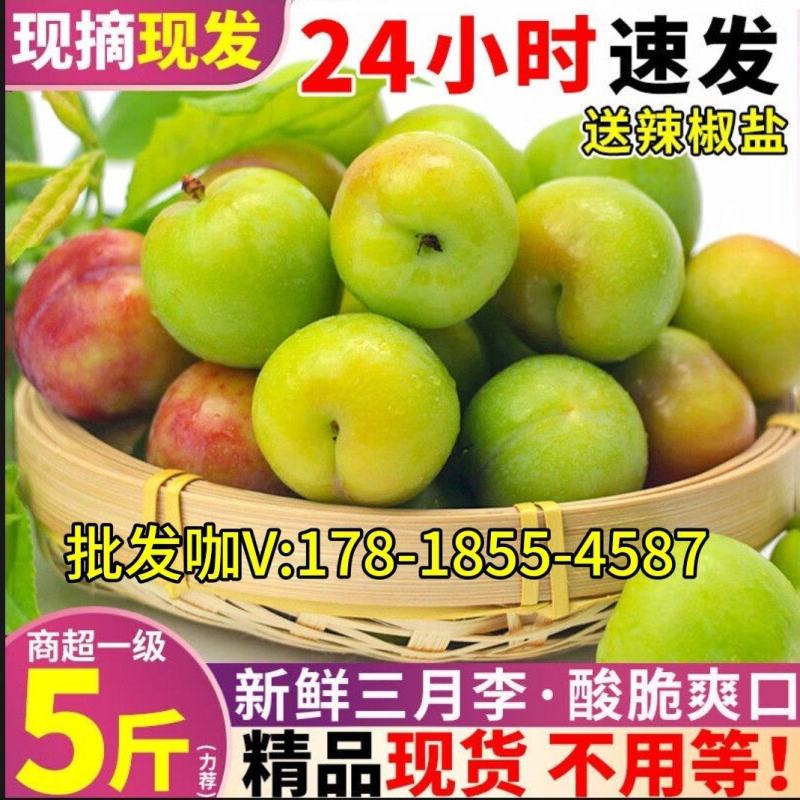 现货三月李子当季酸脆李子现摘酸李子新鲜现货李果双华李大果酸甜