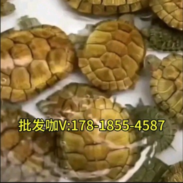 【招财黄金龟】巴西龟幼龟摆地摊龟情侣龟宠物观赏龟小乌龟通用