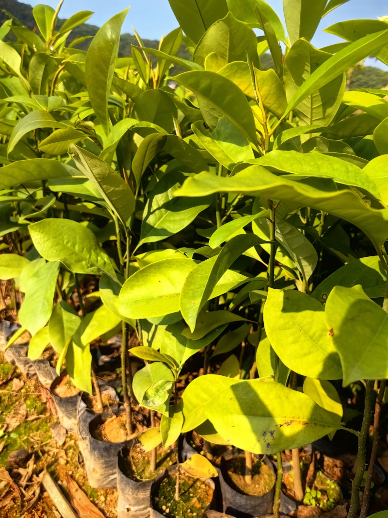 火力楠绿化苗木造林苗木火力楠苗产地直供量大优惠