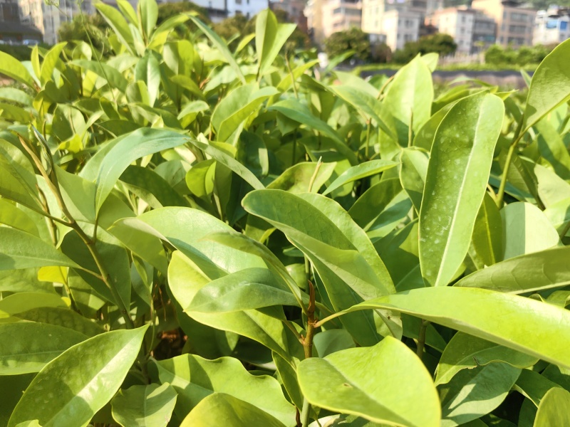火力楠绿化苗木造林苗木火力楠苗产地直供量大优惠