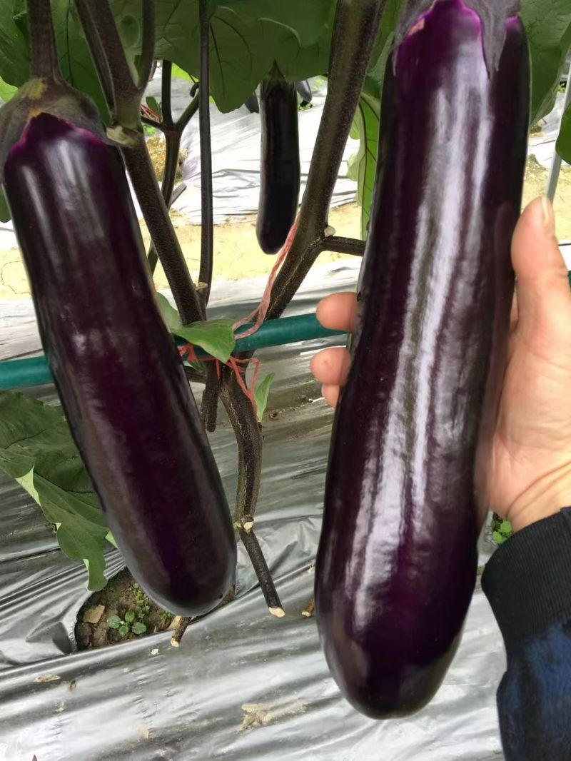 茄子苗（烧烤茄），果型直，黑色深紫光亮卖相好，头尾均匀