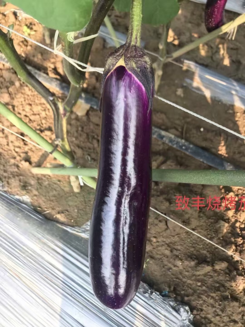 茄子苗（烧烤茄），果型直，黑色深紫光亮卖相好，头尾均匀