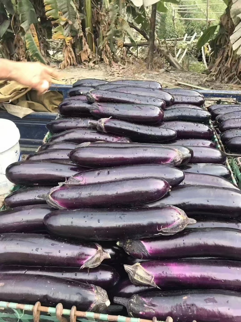茄子苗（烧烤茄），果型直，黑色深紫光亮卖相好，头尾均匀